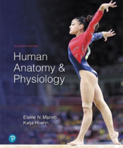 Human Anatomy & Physiology (11th Edition)